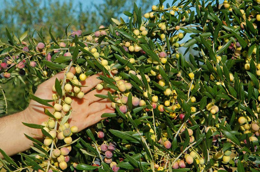 El Mejor Aceite de Oliva Virgen Extra de España 2024: Finca Espluga Calba disponible en Botanika
